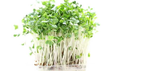 broccoli microgreens for chefs