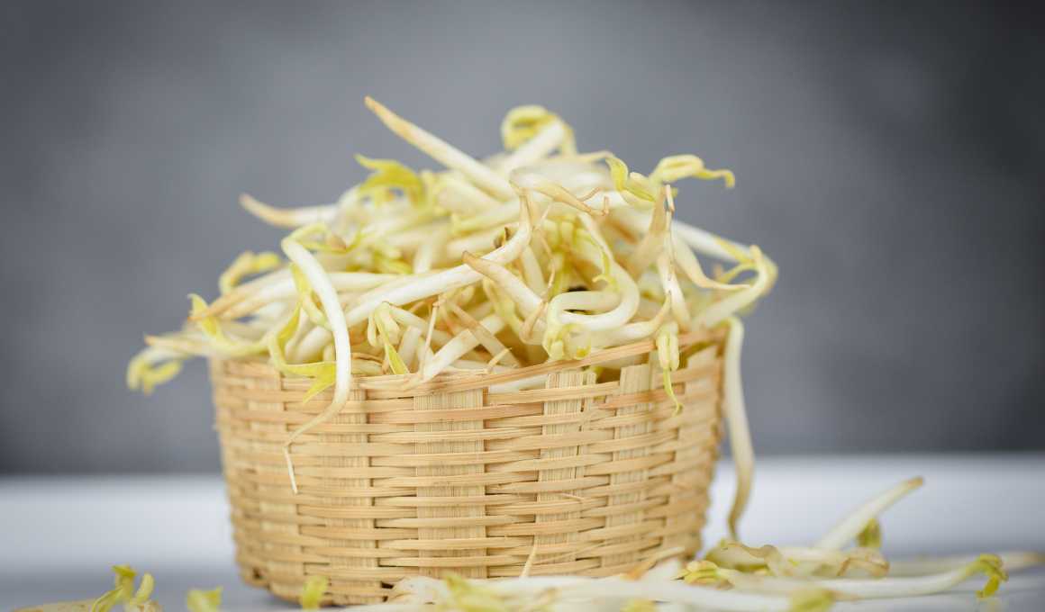 Micro Polybeans How to Grow Mung Bean Microgreens Easily at Home