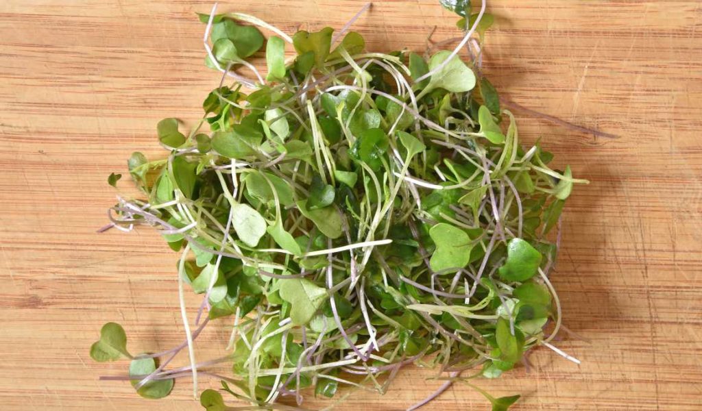 alfalfa microgreens