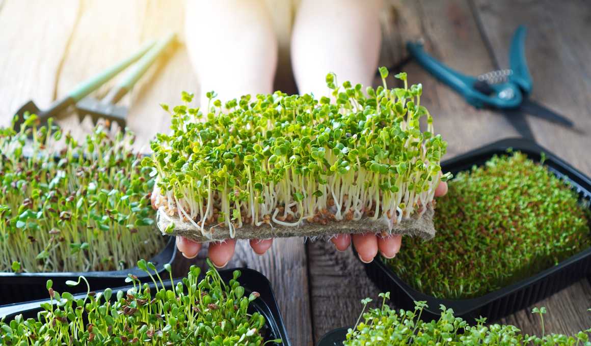 Can You Grow Brussel Sprout Microgreens at Home?