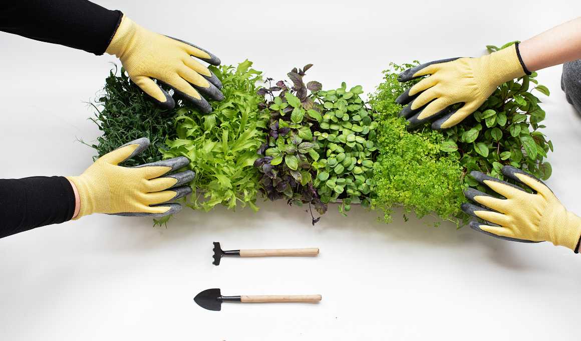 10 Best Tasting Microgreens to Try at Home!