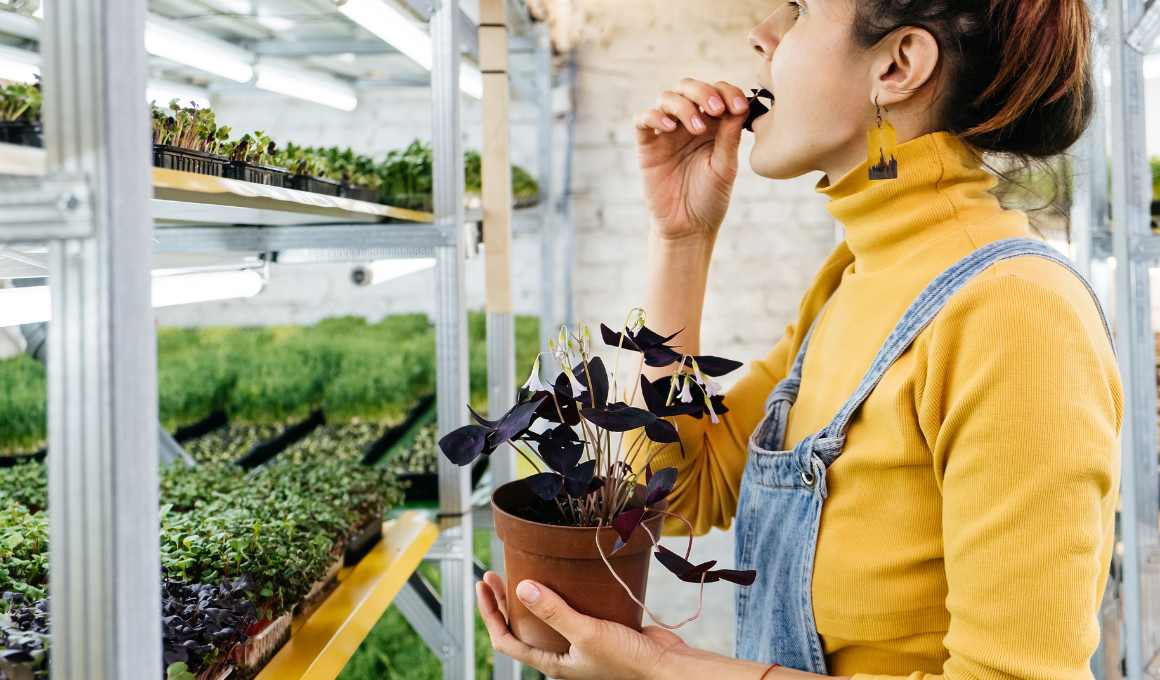 How to Grow Fenugreek Microgreens at Home!